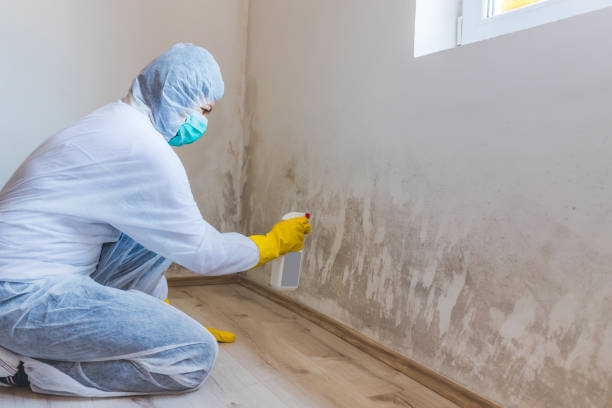 Licensed Black Mold Remediation service in Sparta, GA - 24 Hour Mold Removal