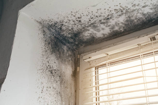 Affordable Black Mold Remediation solutions in Sparta, GA